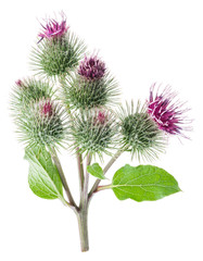 Prickly heads of burdock flowers isolated on white background.