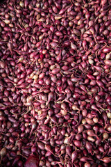 Seedlings of purple onion for sowing. Onions background.
