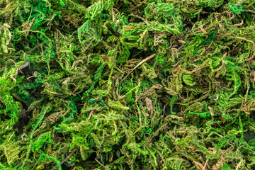 Background in the form of a heap of green moss, top view