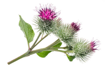 Prickly heads of burdock flowers isolated on white background.