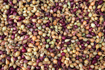 Seedlings of purple and yellow onion for sowing. Onions background.