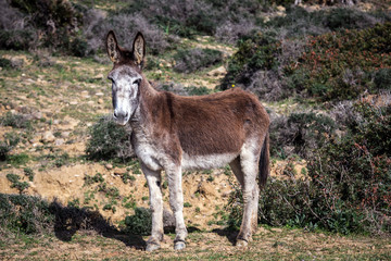 Naklejka na ściany i meble Un burro andaluz en el Parque Natural del Estrecho, Tarifa, Cádiz, Andalucía, España