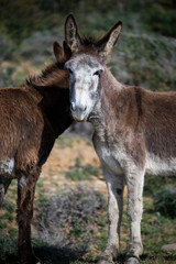 Naklejka na ściany i meble Dos burros andaluces en el Parque Natural del Estrecho, Tarifa, Cádiz, Andalucía, España