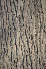 Tree bark texture