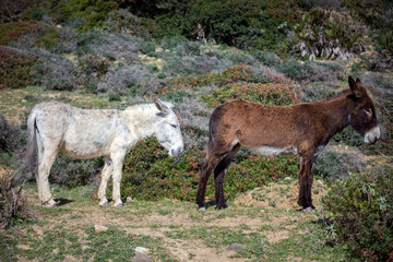 Two Andalusian donkeys free-roaming at the Strait Natural Park, Tarifa, Cádiz province, Andalusia,...