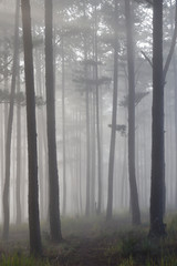 Fototapeta na wymiar Pine forest in morning mist