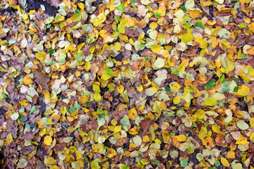 color fallen leaves