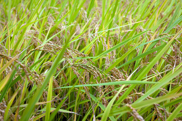 White Rice Paddy before harvest