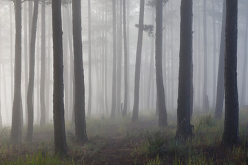 Pine forest in morning mist