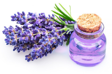 Bunch of lavandula and lavender essential oil on white background.