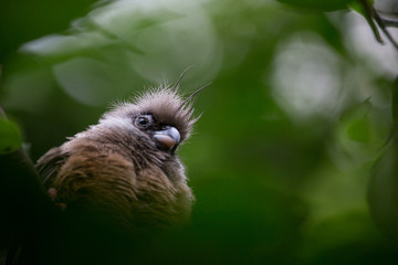 Mousebird
