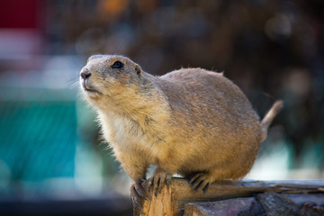 Black-tailed Prairie Dog