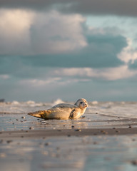 Fototapeta premium Seal laying in the sunrise