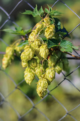 Plant hops close up growing on the fence