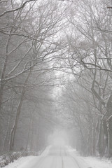 Wintertime - snow in the forest