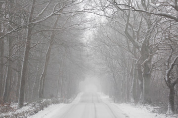 Wintertime - snow in the forest