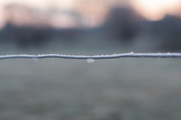 goutte