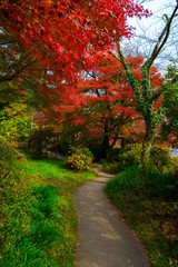 Japanese garden with maple tree Japan autumn