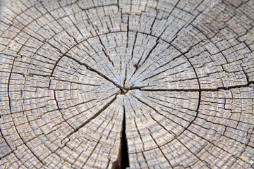 Wooden cross section