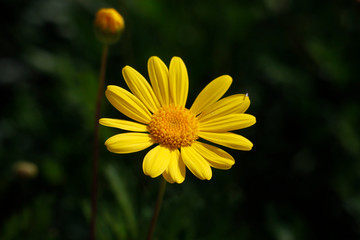 Yellow daisy blossoming in sunlight
