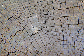 Wooden cross section