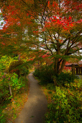 Japanese garden with maple tree Japan autumn.