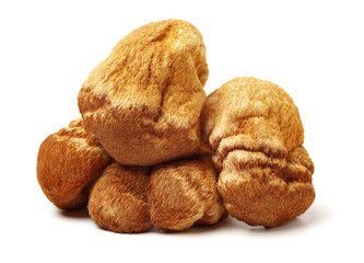 Hericium erinaceus on white background