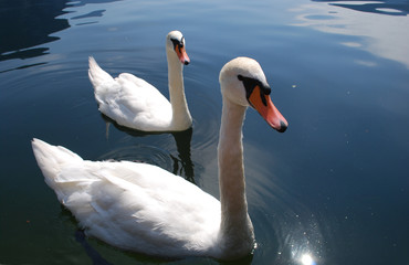 couple of white swan swimming at lake