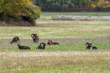 Herd of mouflon sheep  in a green autumn field