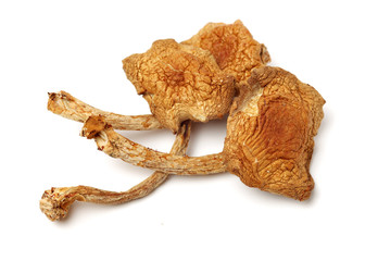 dried mushroom on white background