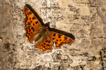 Orange speckled butterfly sitting on a birch tree trunk in sunlight