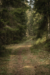 Fototapeta premium Old path leading into a lush green fir forest