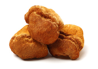 Hericium erinaceus on white background