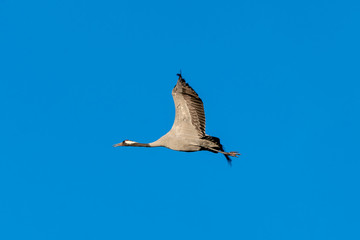 Single crane flying south in autumn sunlight agains a clear blue sky