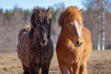 Obraz premium Two Icelandic horse foals standing beside each other in spring sunlight