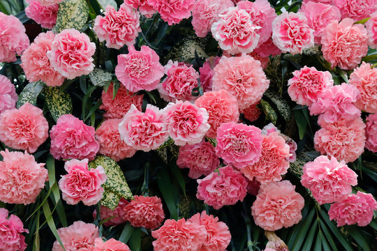 Pink carnation blossoming in sunlight
