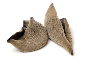 black fungus on white background