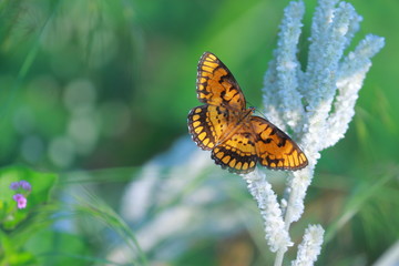 butterfly images hd  wallpaper backgrungd