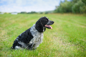 The happy male spaniel is sitting on the grass in a field.