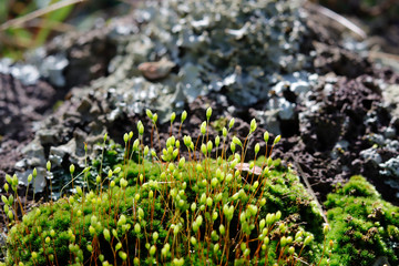 Green Moss growing on stone