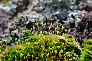 Green Moss growing on stone