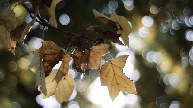 Detail of autumn leaves in the morning against the sun rays, blurred background. Slow motion	
