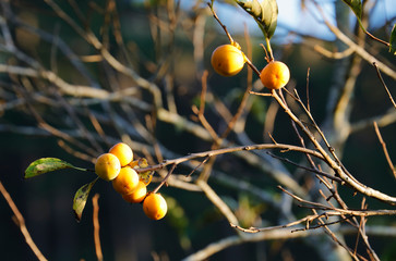 Yellow Persimmon in garden in sunlight 