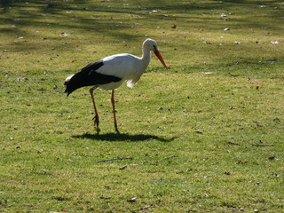 Storch auf Rasen