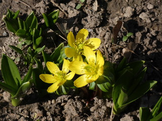 Gelbe frühlingsblumen