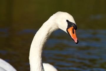 Fototapeta premium portrait of a swan