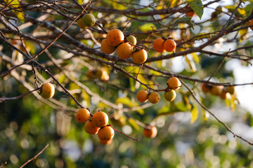 Yellow Persimmon in garden in sunlight 