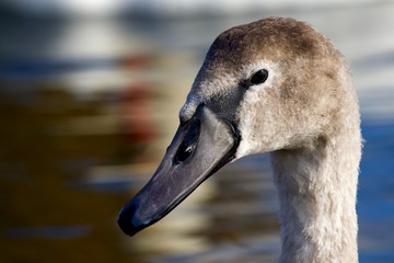 portrait of swan