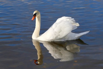 Plakat swan on lake