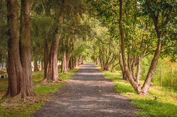 Road in the forest, road surrounded by trees in a straight line on a sunny summer day